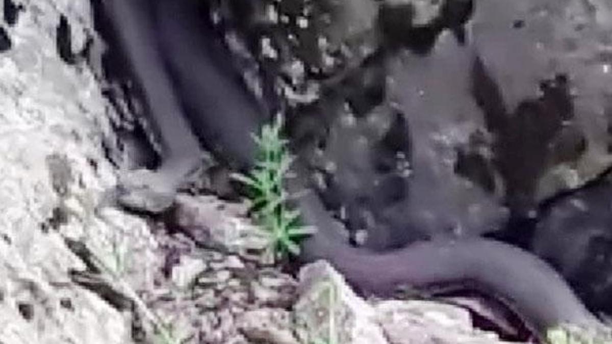 7'şer metrelik yılanlar korku yarattı! Işkın otu toplarken 2 engerekle karşılaştı...