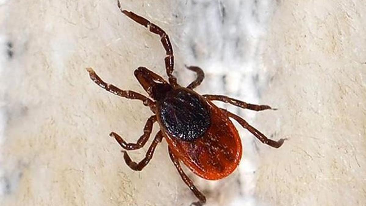 KKKA vakalarına karşı uzmanından uyarı!