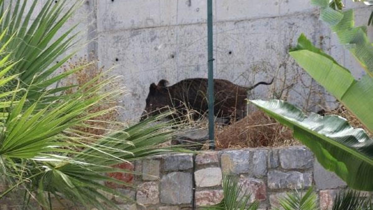 Bodrum'da lüks siteye giren domuz sürüsü ortalığı birbirine kattı