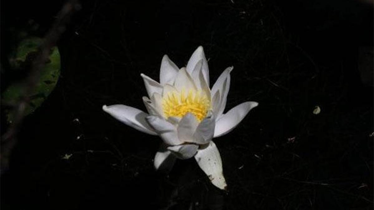 Bu çiçeği koparana 73 bin TL ceza!