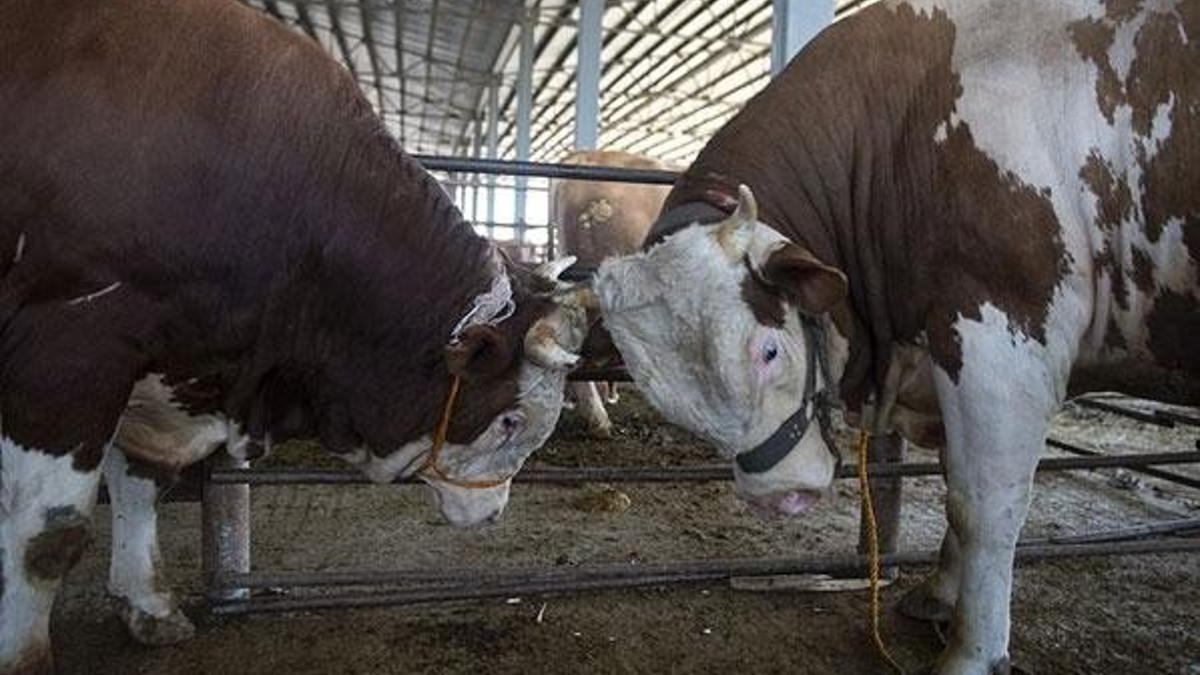 Kurban Bayramı ve öncesinde hayvan satış yerlerine yönelik önlemler  belirlendi