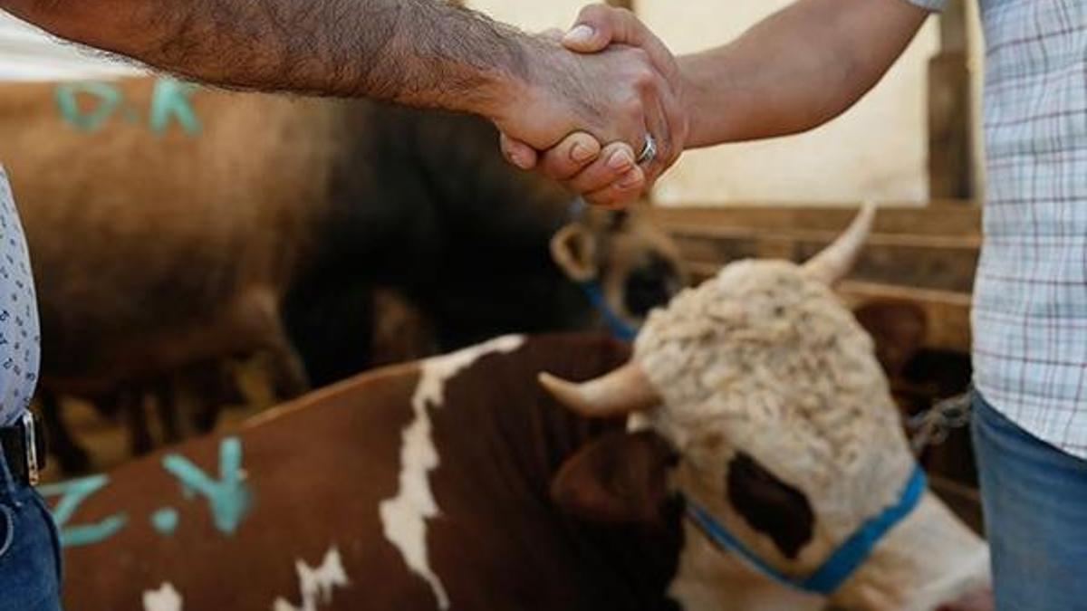 Müşteri ile tokalaşma yasak! Kurban pazarlarında satışlar nasıl yapılacak? Kurban kesimi nasıl olacak?