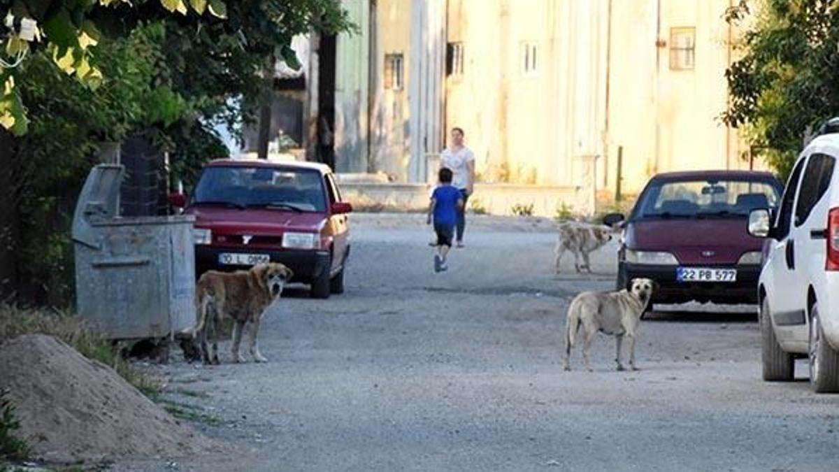 İpsala’da kedi ve köpekler fare zehri nedeniyle ölmüş!