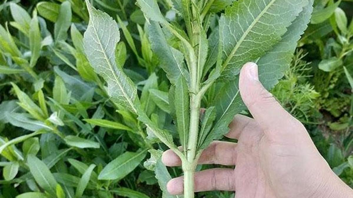 İzmir'de bir firma pelemir bitkisinden biyodizel üretti