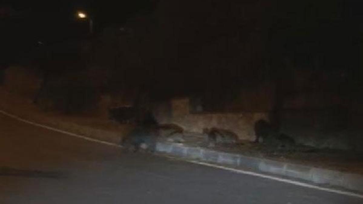 Aç kalan domuzlar şehre indi