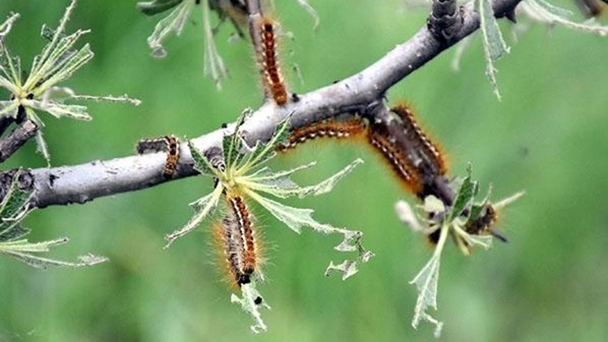 Sivas'ta 6 köyü tehdit ediyor! İstila ettiler