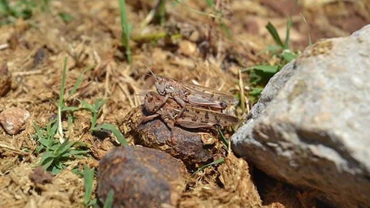 Hatay'da çekirge istilası! İlaç dağıttılar