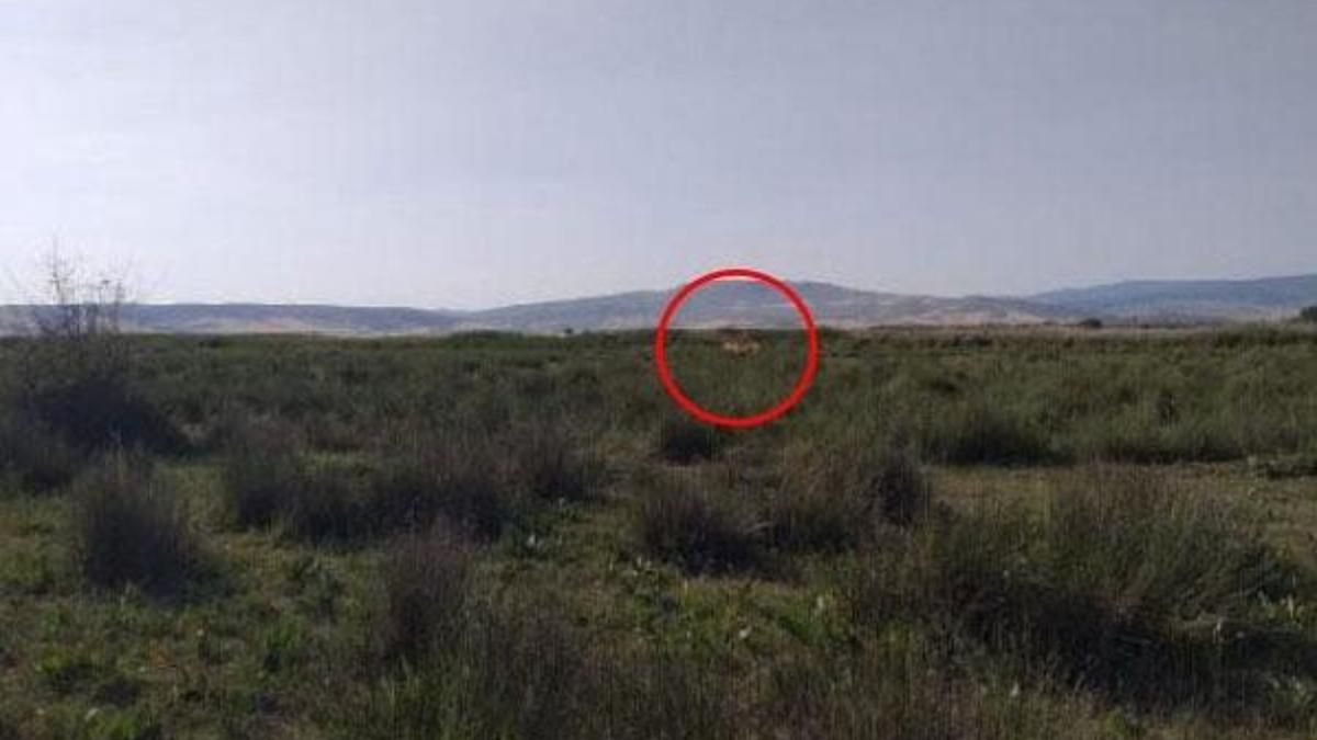 Çorum'da, 'aslan' ihbarı yağıyor