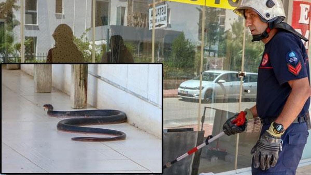 'Zehirli yılanlar gece çıkıyor, sahillerde ayakkabıyla dolaşın'