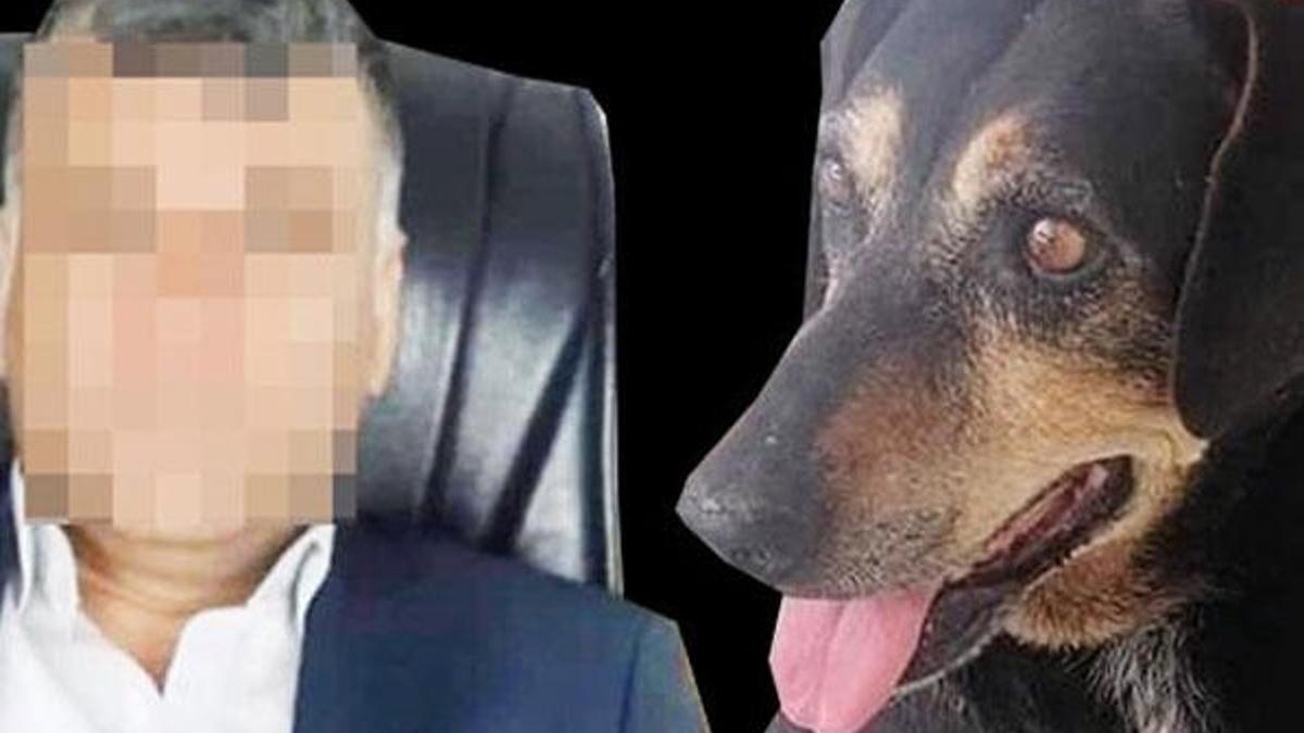 İğrenç olay! Köpeğe işkence ve tecavüz