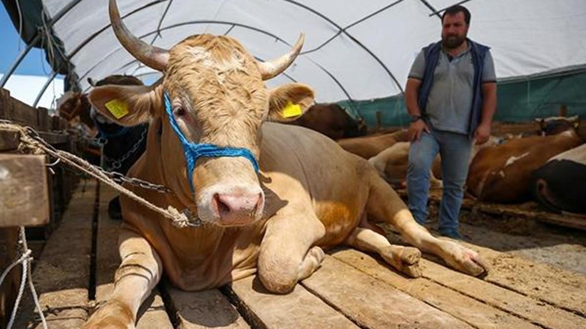 Kurbanlık fiyatları (Küçükbaş - Büyükbaş) ne kadar? Kurbanlık fiyatları belli oldu mu?