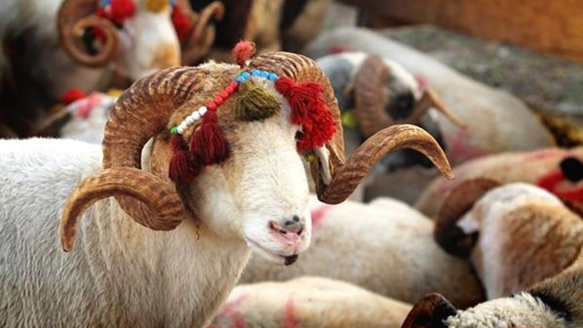 Kurban Bayramı ne zaman? Kurban Bayramı tatili kaç gün? 2020 Kurban Bayramı tarihi...