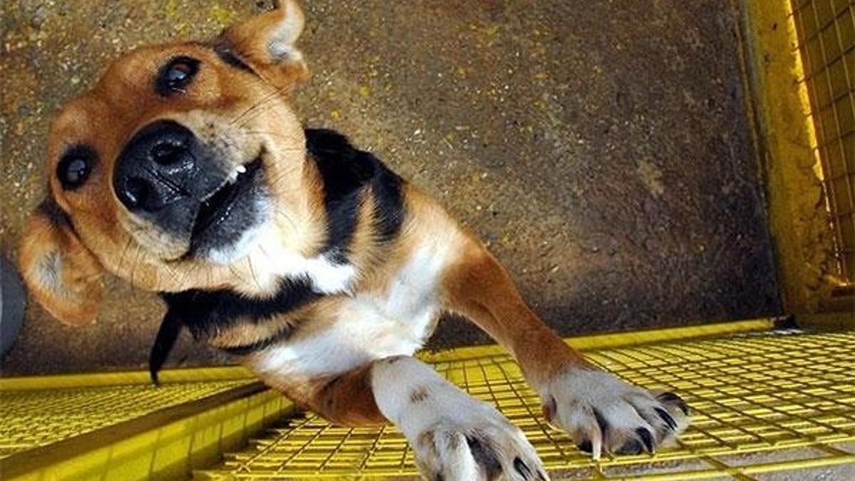 Çin'den şoke eden karar! Tepkilere rağmen başladı