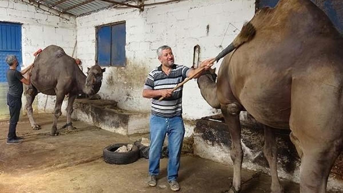 Kurbanlık deve satışlarına başlandı! Fiyatı 12 bin liradan başlıyor
