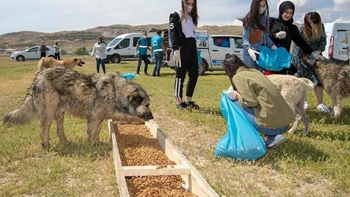 Yiyecek bulmakta zorluk çeken sokak köpekleri için seferber oldular