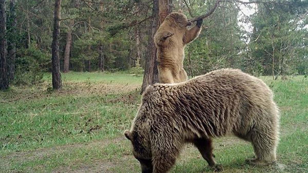Karadeniz’de sayıları artan ayılar korkutuyor!
