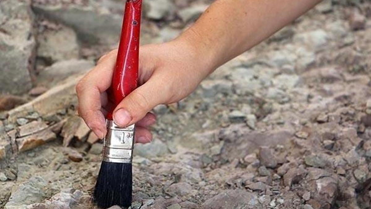 En küçük dinozor yumurtası fosili bulundu
