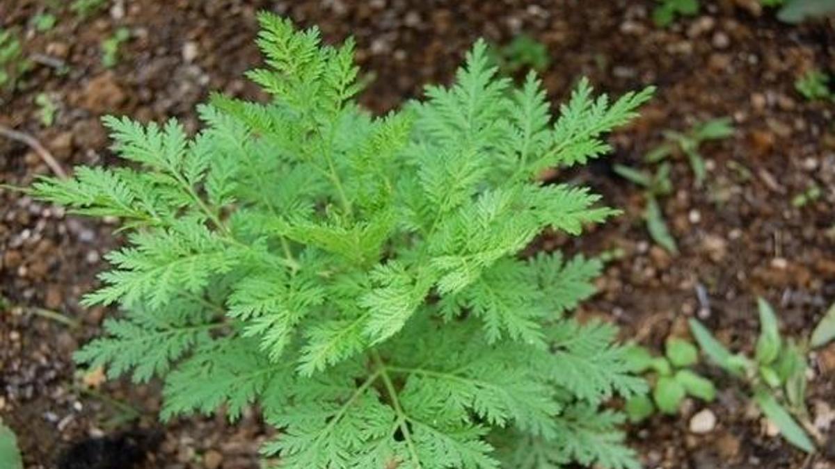 Peygamber süpürgesi bitkisi nedir? Peygamber süpürgesi (artemisia annuaotu) nerelerde yetişir, faydaları nelerdir?