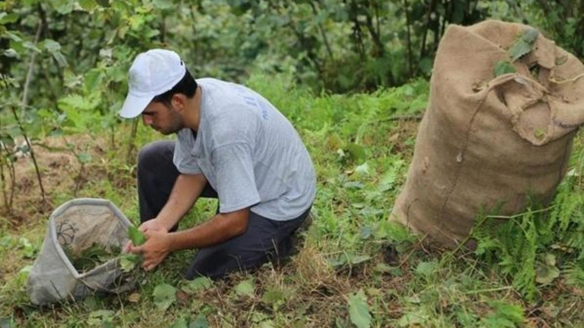 Mevsimlik işçi izin belgesi nasıl alınır? Mevsimlik işçi seyahat izin belgesi (HES Kodu) nasıl ve nereden alınır?