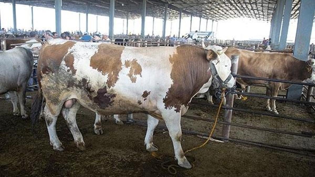 Bilim Kurulu üyesinden 'hisseli kurban kesimi' uyarısı