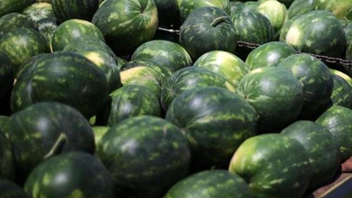 Adana karpuzunun kilogram fiyatı tarlada 1 lira