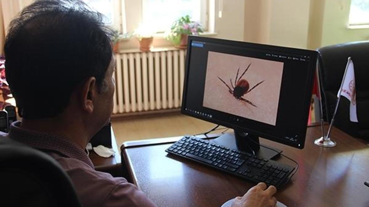 Kurban alımlarında keneye dikkat!