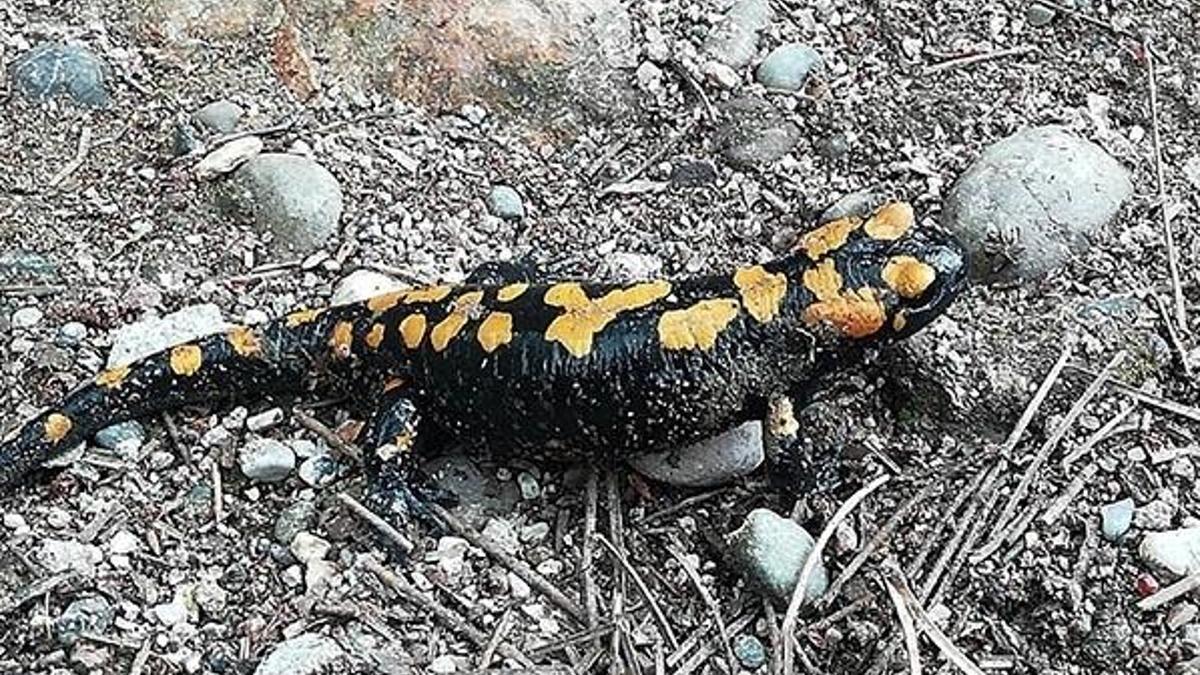 Amanoslar'da 'sarı benekli semender' görüntülendi