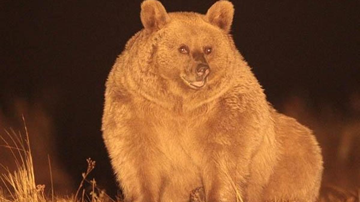 Boz ayıların göç ettiği, ilk kez Sarıkamış'ta ortaya çıktı