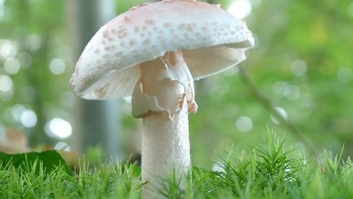 Mantar zehirlenmelerine dikkat!