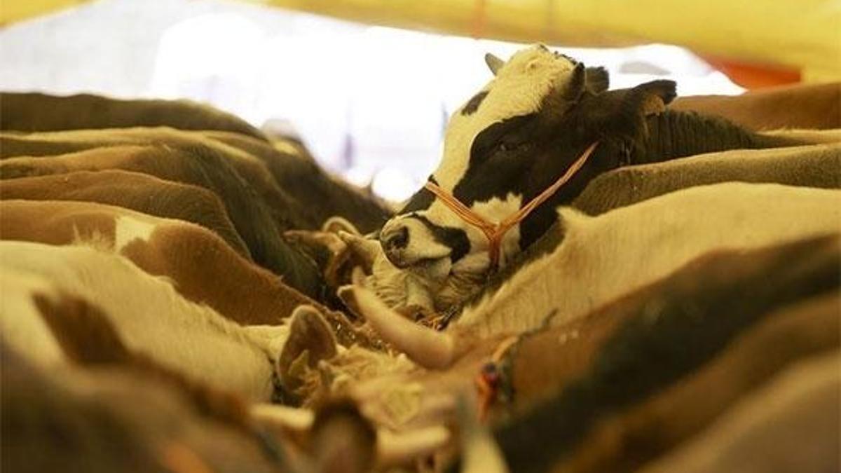 Kurban Bayramı öncesi açıklama geldi! 'Evlere teslim' dönemi