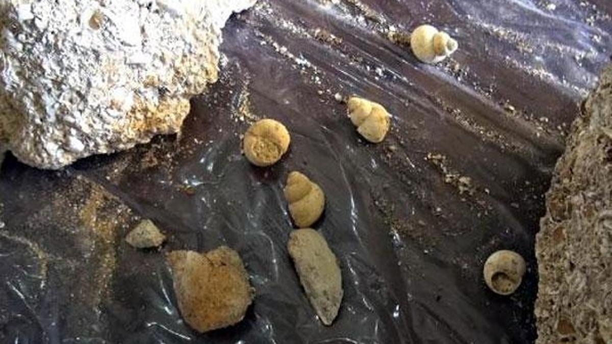 Muş'ta 50 milyon yıllık fosiller bulundu