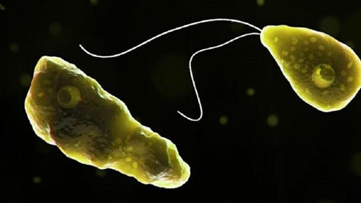 Beyin yiyen amip nedir? Naegleria fowleri (Beyin yiyen amip) nasıl bulaşır? Beyin yiyen amip tedavisi ve belirtileri