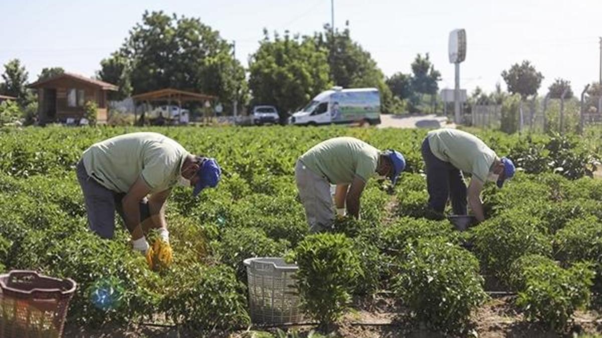 Ata tohumları aracısız halka ulaşıyor