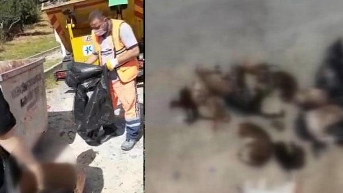 Küçükçekmece'de çöp konteynerinde 16 kedi ölüsü bulundu