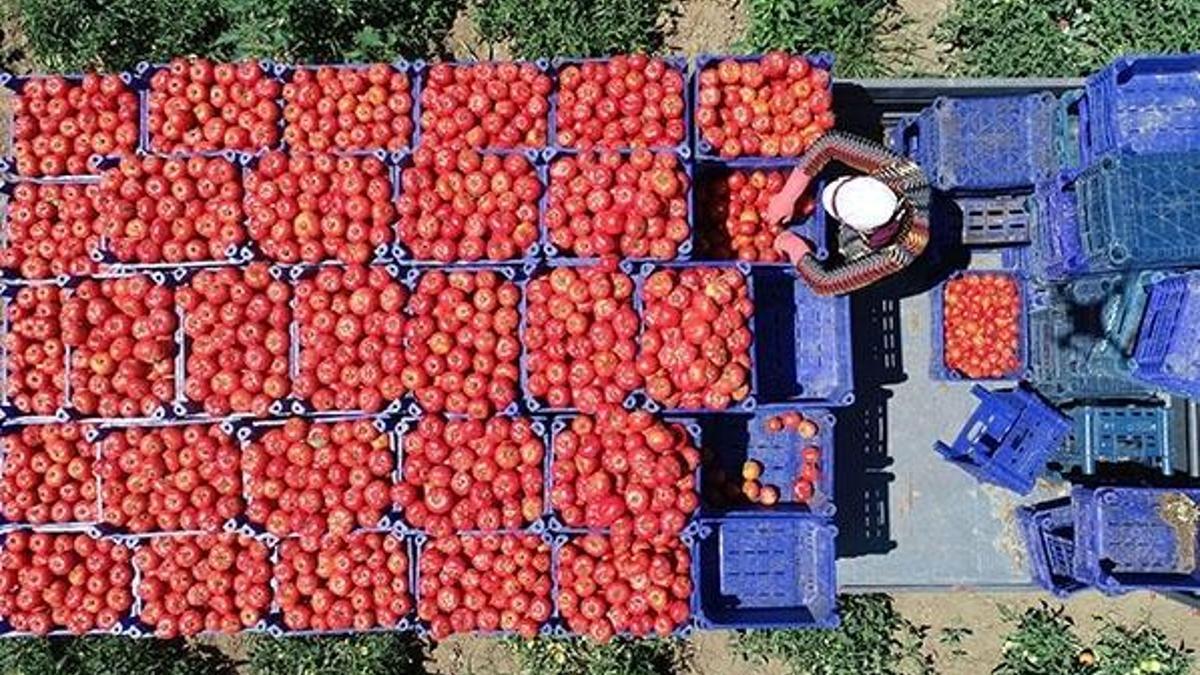 Çanakkale domatesinin hasadına başlandı