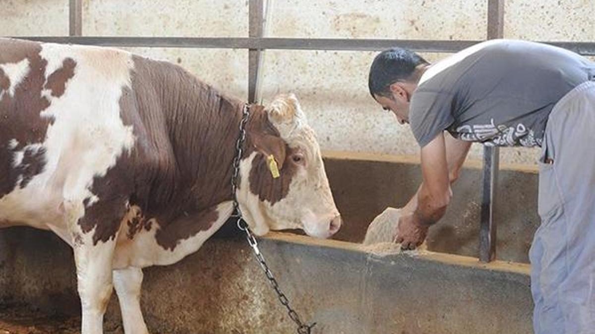 Yem desteği ne zaman verilecek? Yem desteği ne kadar? Yem desteği nasıl alınır?