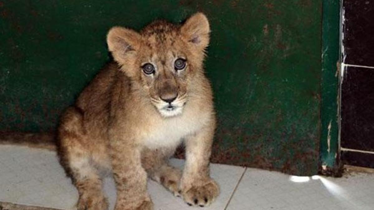 İranlı modele aslan hediye edildi