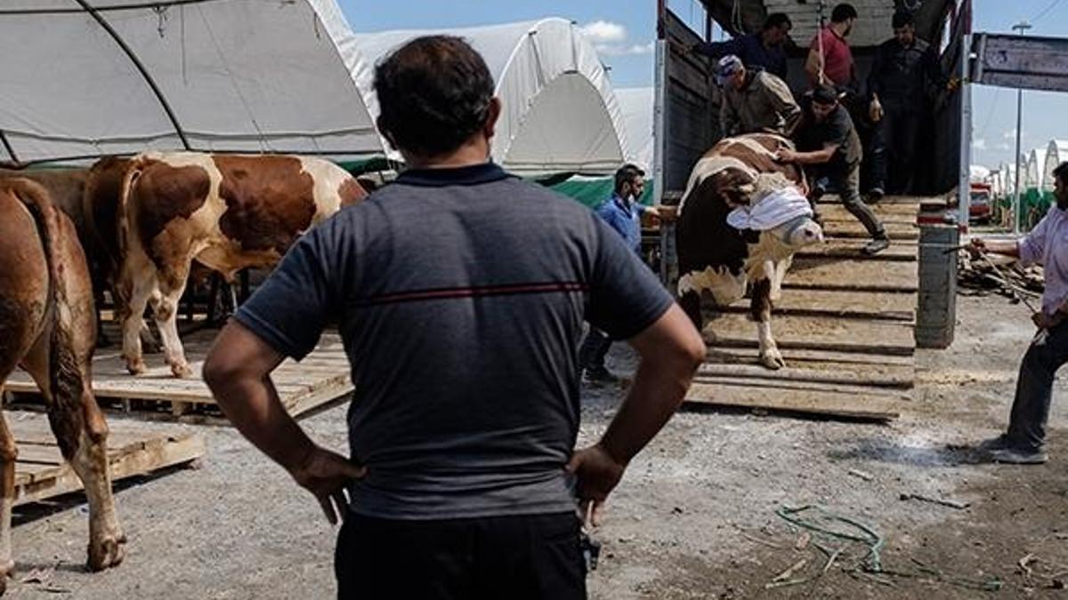İstanbul'a getirilen kurbanlıklar pazarlarda yerlerini alıyor