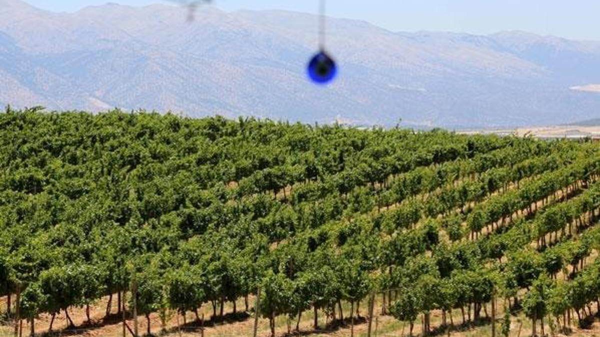 Üzüm çekirdeği yağının litresi 640 lira