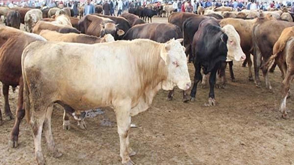 Hayvan toplama ve satış yerlerine çalışma izni verilmesi için şartlar belirlendi