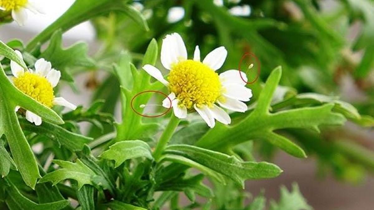 3 bin yılda bir açtığına inanılıyor! Bursa'da görüldü