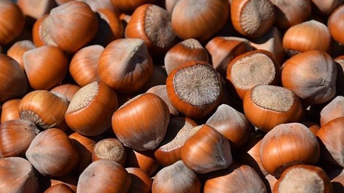 2020 fındık fiyatları belli oldu mu? Fındık fiyatları açıklandı! İşte 2020 fındık taban fiyatları