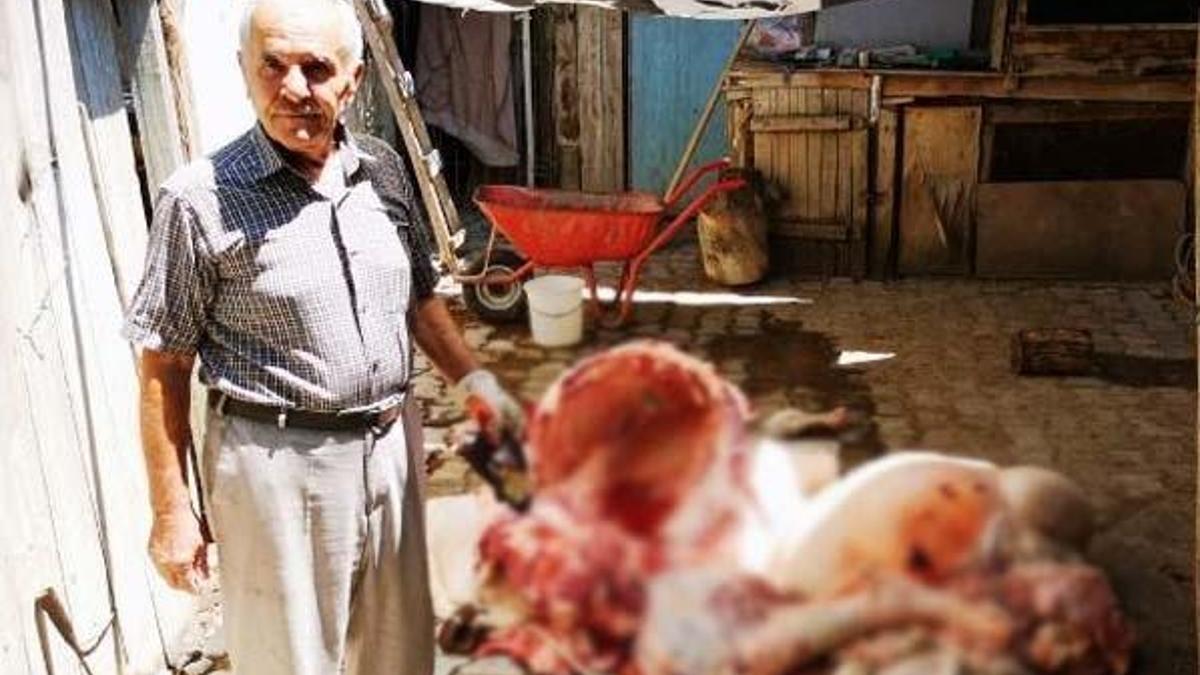 Malatya'da kesilen büyükbaş, tüberkülozlu çıktı