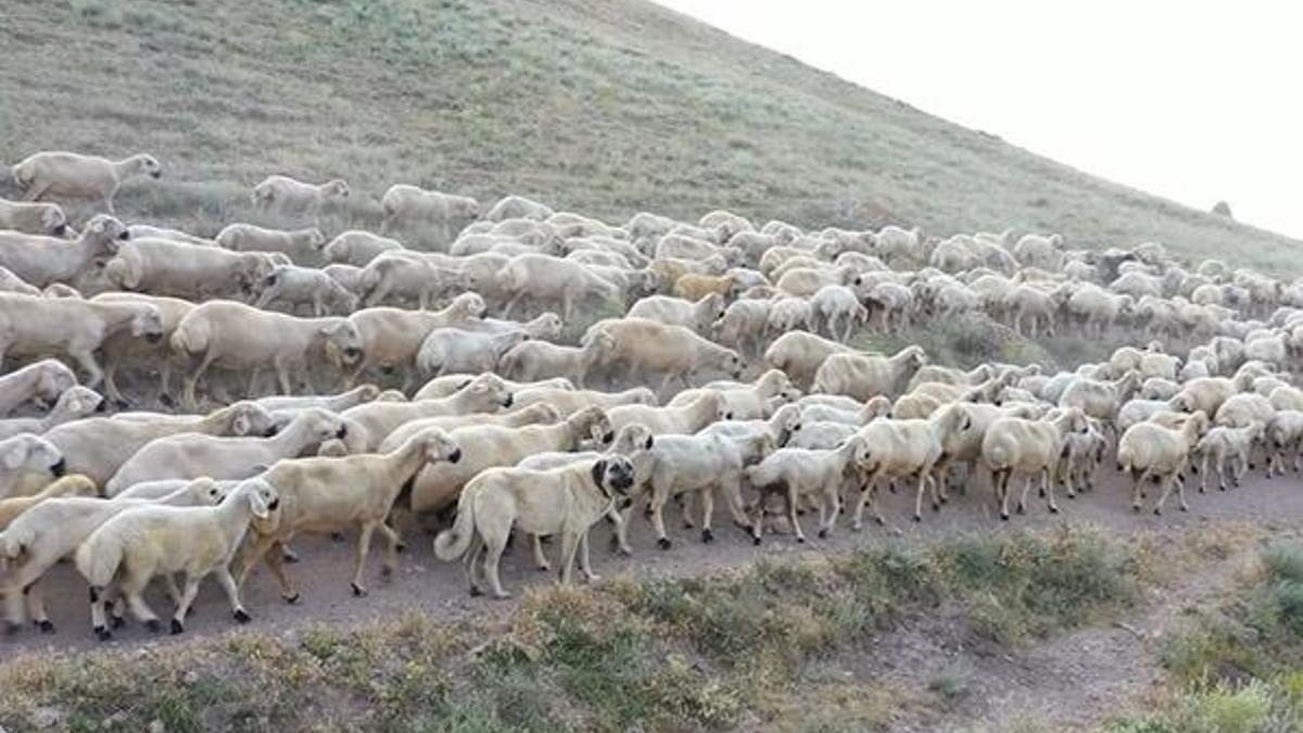 Bakan Varank: Kangal köpeklerini çip teknolojisi ile koruma altına alıyoruz