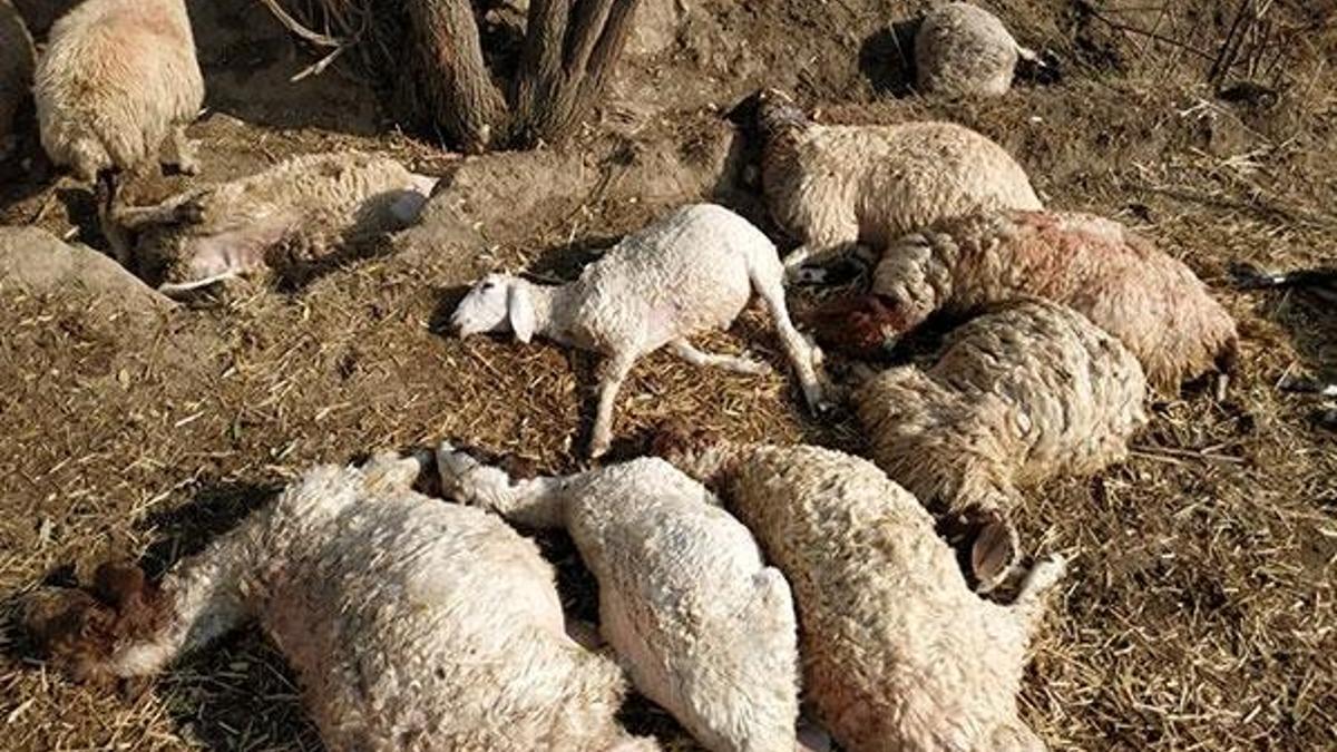 Yıldırım düşmesi sonucu 39 koyun telef oldu