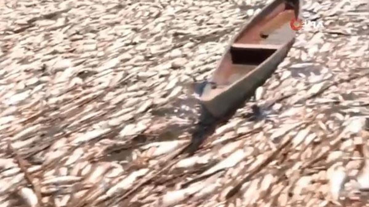 Dehşete düşüren görüntünün nedeni belli oldu