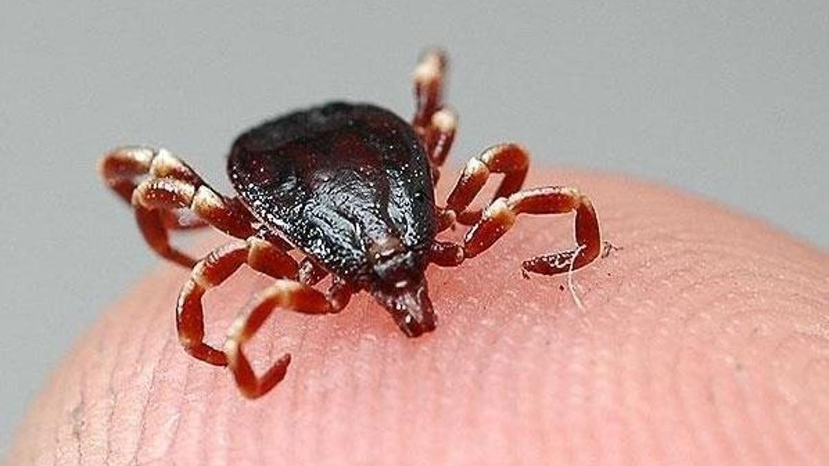 Çin'de bir virüs daha: 7 kişi öldü