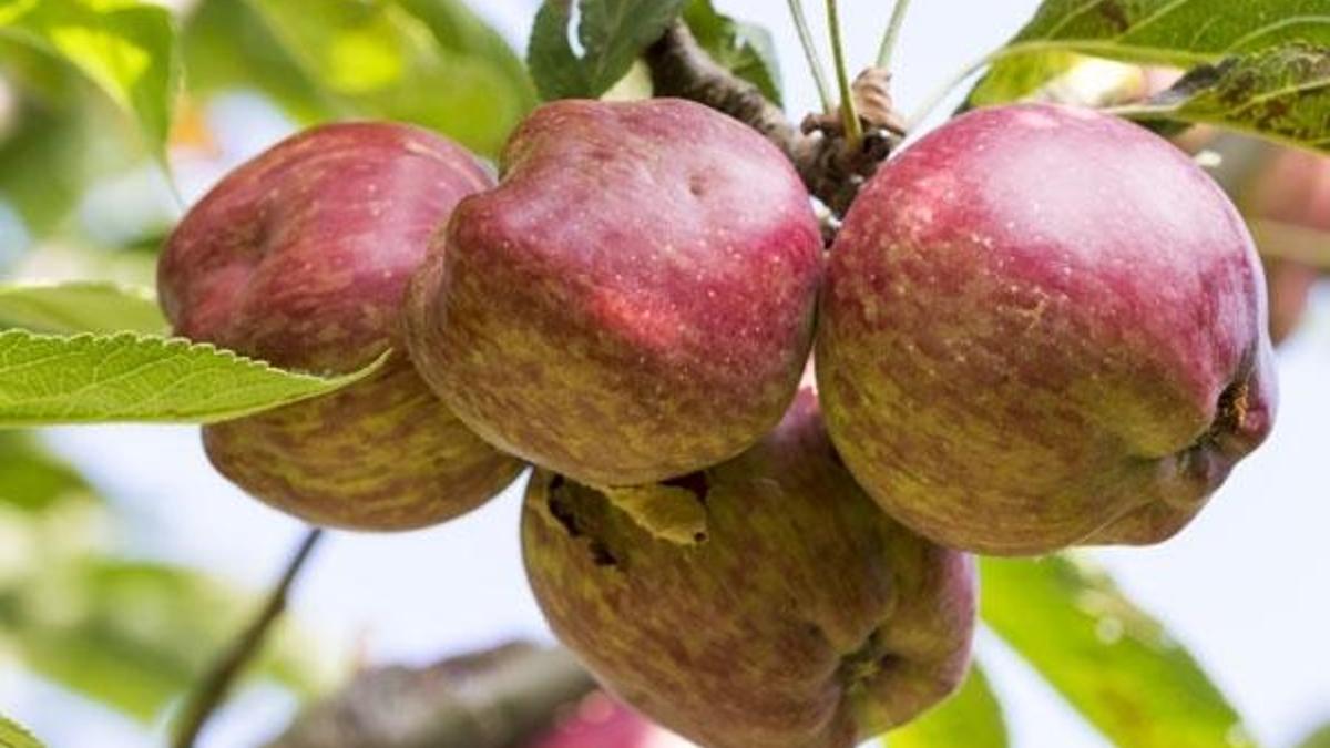 İthal elmanın kilosu 24 lirayı gördü!