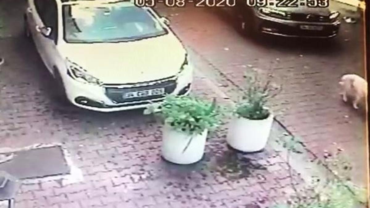 Vicdanları sızlatan olay! Kadın sürücü köpeğe çarpıp kaçtı