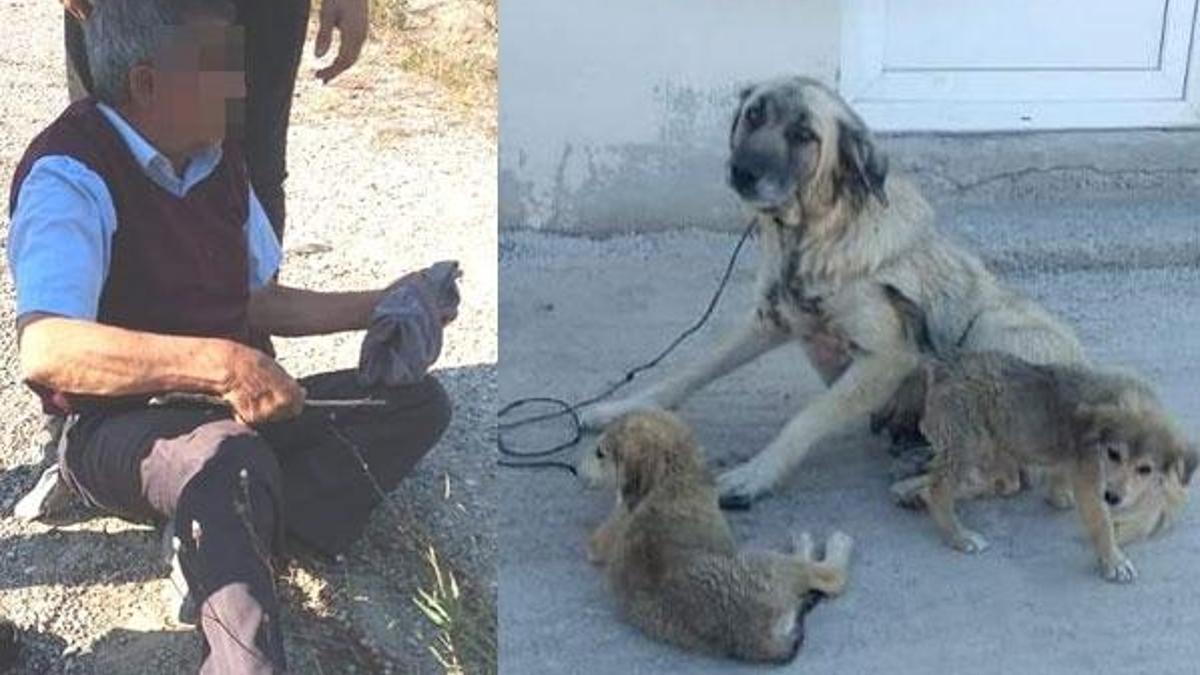 Yaşlı adam köpeğe tecavüz ederken yakalandı